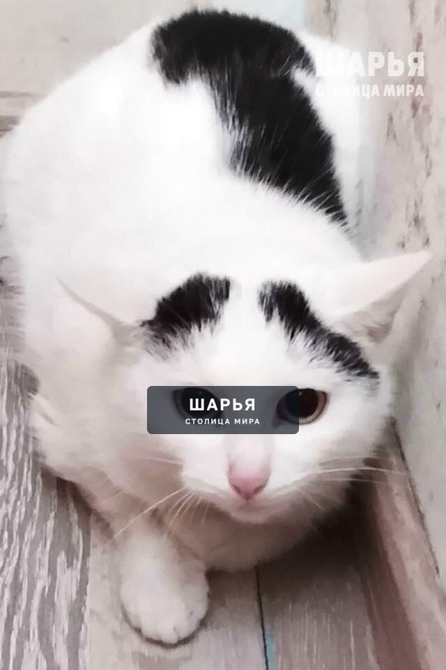 Очередная осиротевшая душа... молодой котик Миха — Шарья