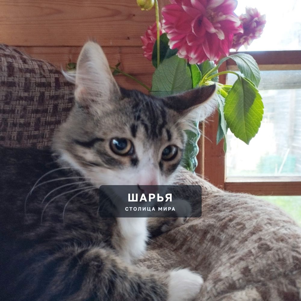 Красивый котёнок, котик, для доброго человека, для счастья — Шарья — фото 1