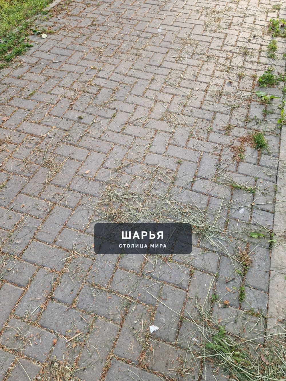 Скошено, но не убрано» — любимый стиль ландшафтного дизайна в парке горада Шарьи — Шарья — фото 3