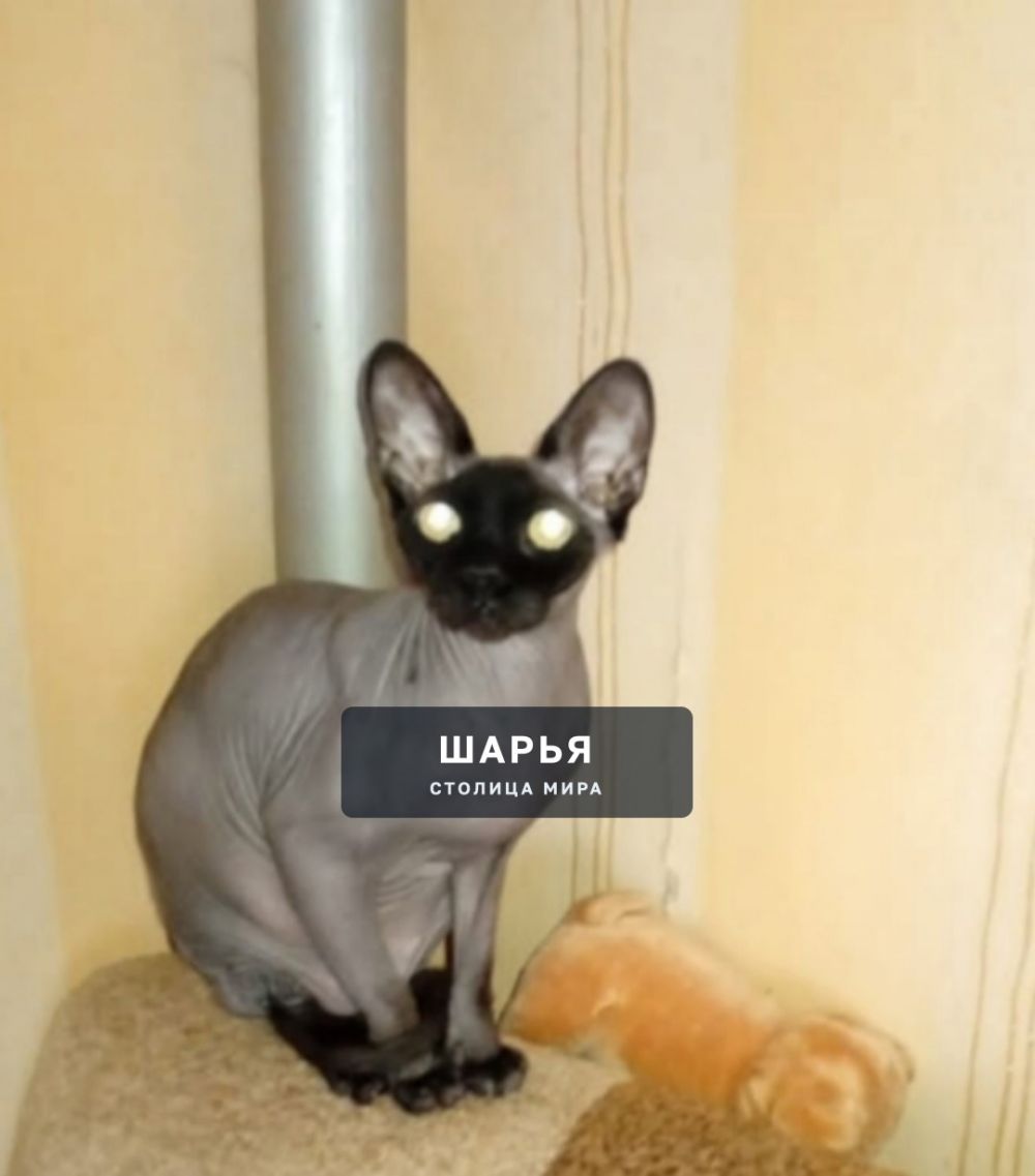 Потерялся кот породы сфинкс — Шарья