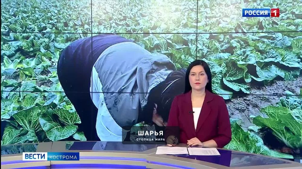 Дожди и зайцы не помешали костромским аграриям собрать урожай «пекинки» — Шарья