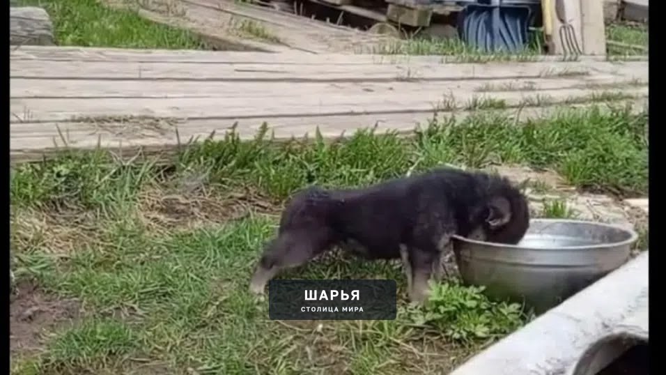 Отдам в ответственные ручки щенка мальчика — Шарья — фото 2