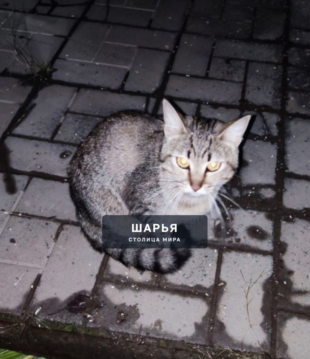 !ПОМОГИТЕ НАЙТИ ХОЗЯИНА! — Шарья
