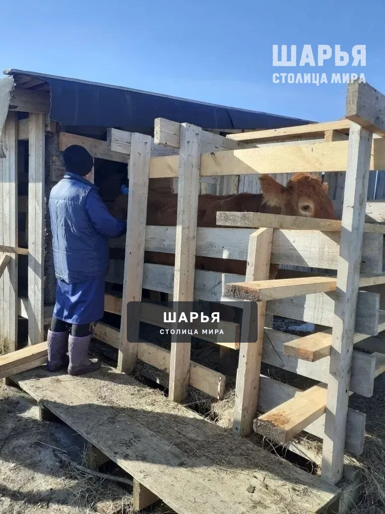 Ветеринары проверяют животноводство Шарьинского района — Шарья — фото 2
