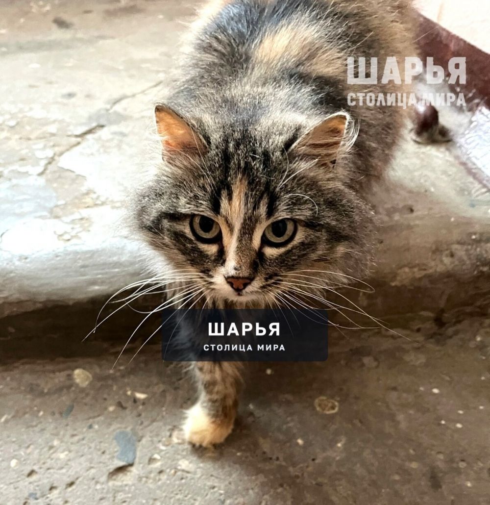 Это кошечка Шарлотта. Пушистая ласкуша черепахового окраса! — Шарья