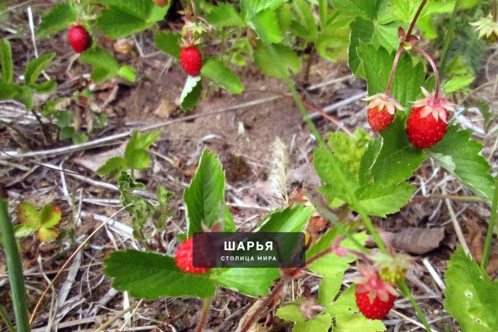 Шарьинцы начали делиться своими фотографиями первых трофеев "тихой охоты" — Шарья — фото 2