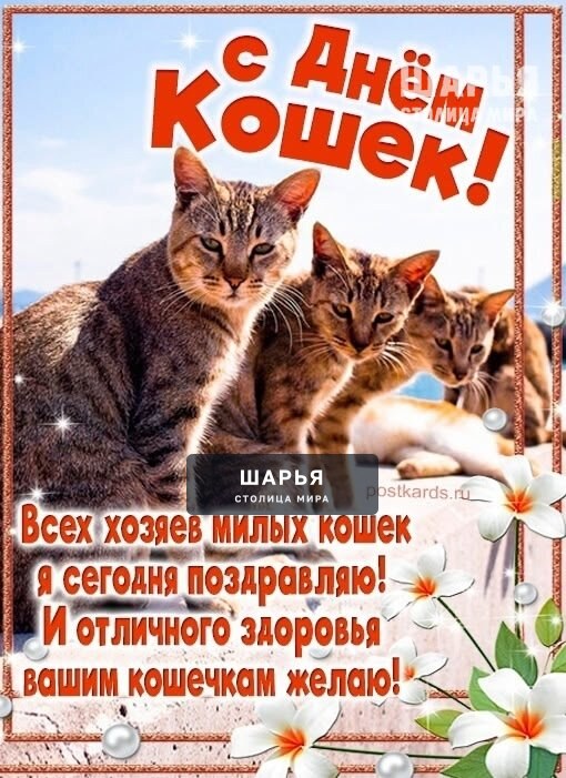 Всех шарьинцев с Днём кошек поздравляют дети старшей группы детского сада №17 "Сказка" — Шарья