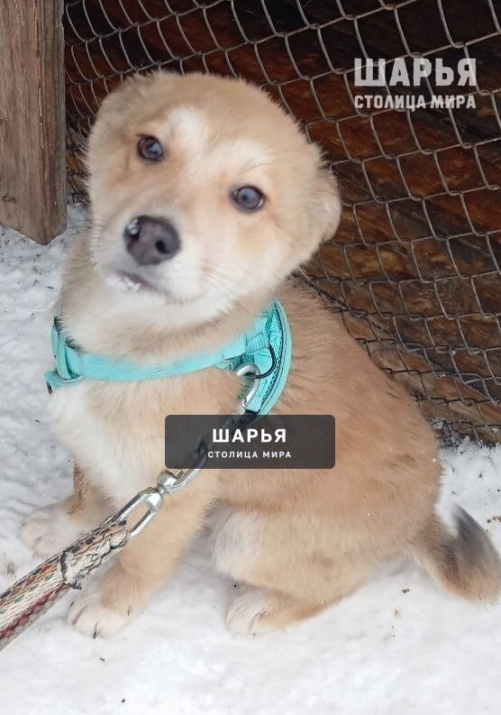 Ищем надёжные ручки красивому щенку! — Шарья — фото 2