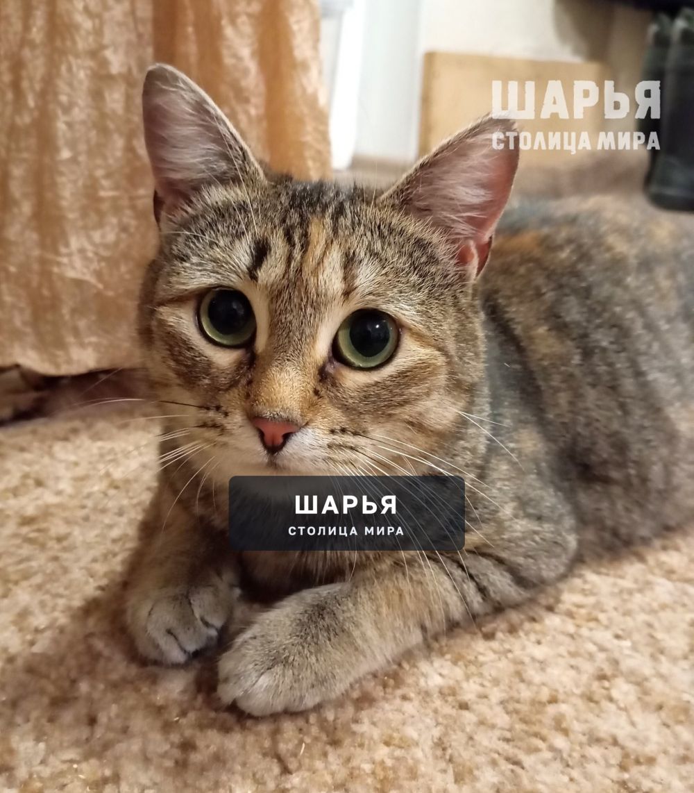 Это Зося. Самая скромная и спокойная кошечка! — Шарья — фото 1
