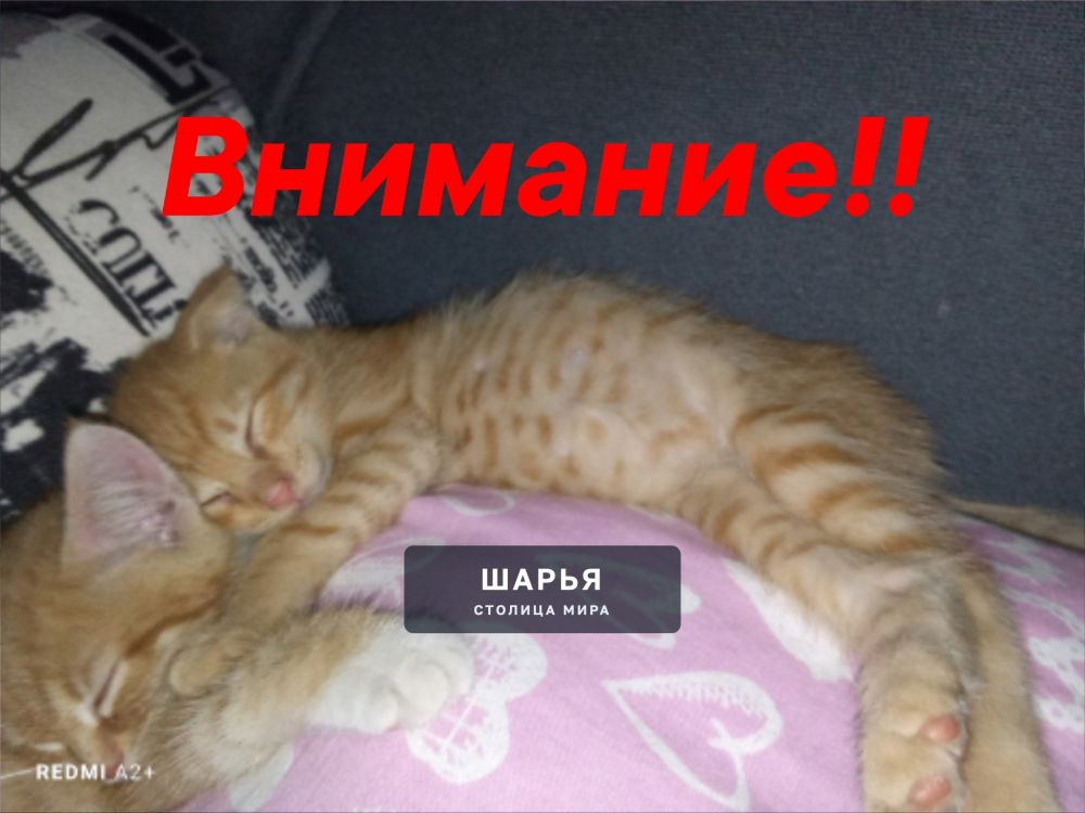 Потерялся котёнок рыжий вислоухий в районе улицы Куйбышева, могли унести дети — Шарья
