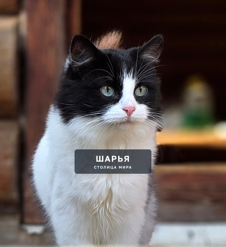 Кошечка Матрёна, красавица и ласкуша, ищет самого надежного хозяина! — Шарья — фото 1
