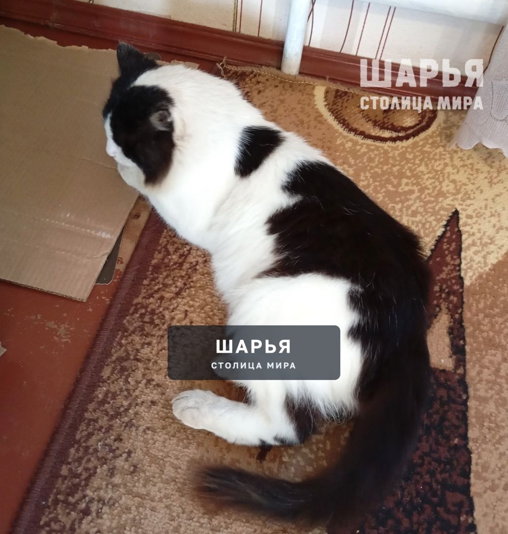 Кот Семён, в прошлом бродяга, жил на мусорных баках, ел что придется — Шарья — фото 7