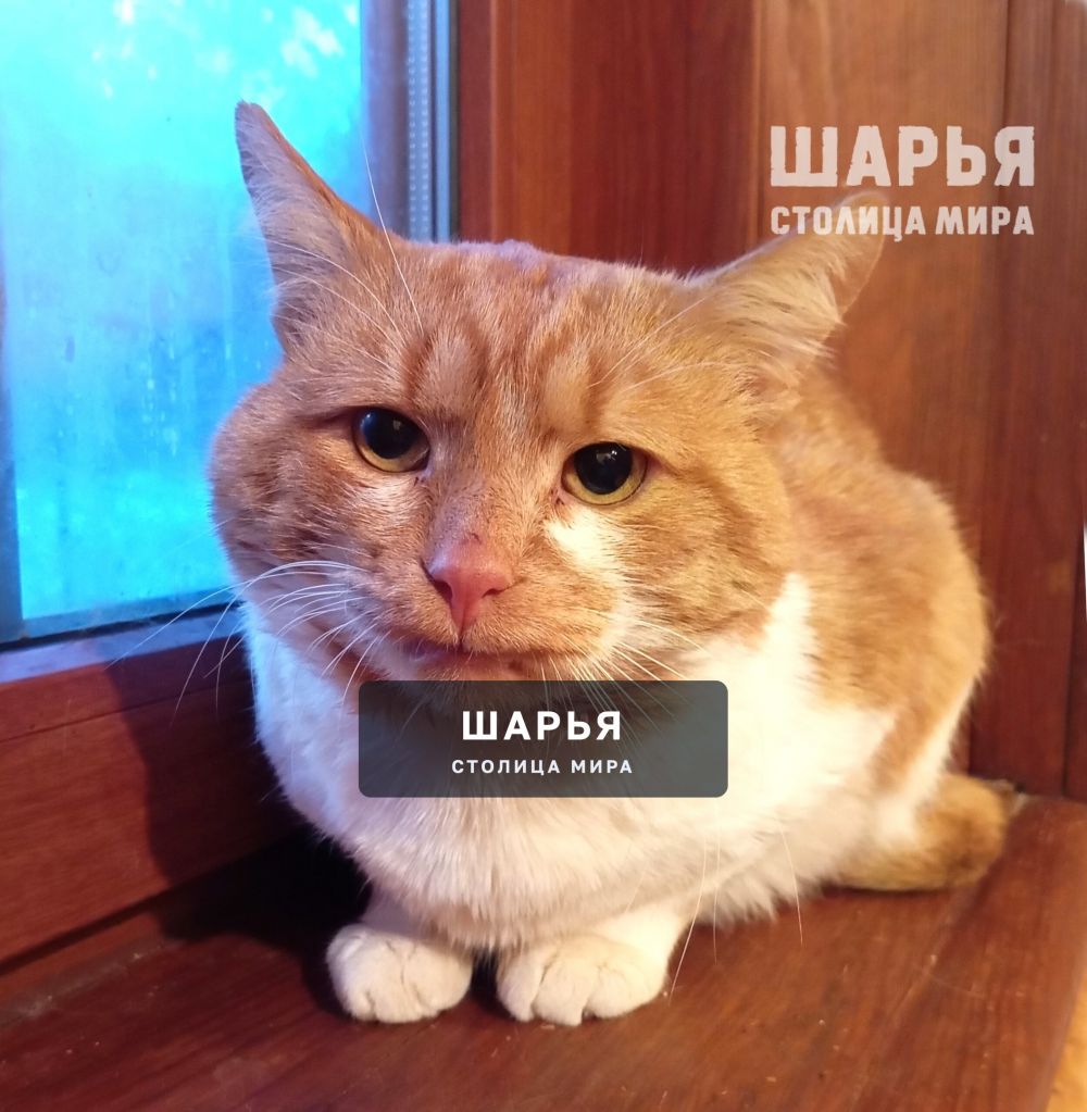 Кот Рыженос в поисках хорошего хозяина! — Шарья