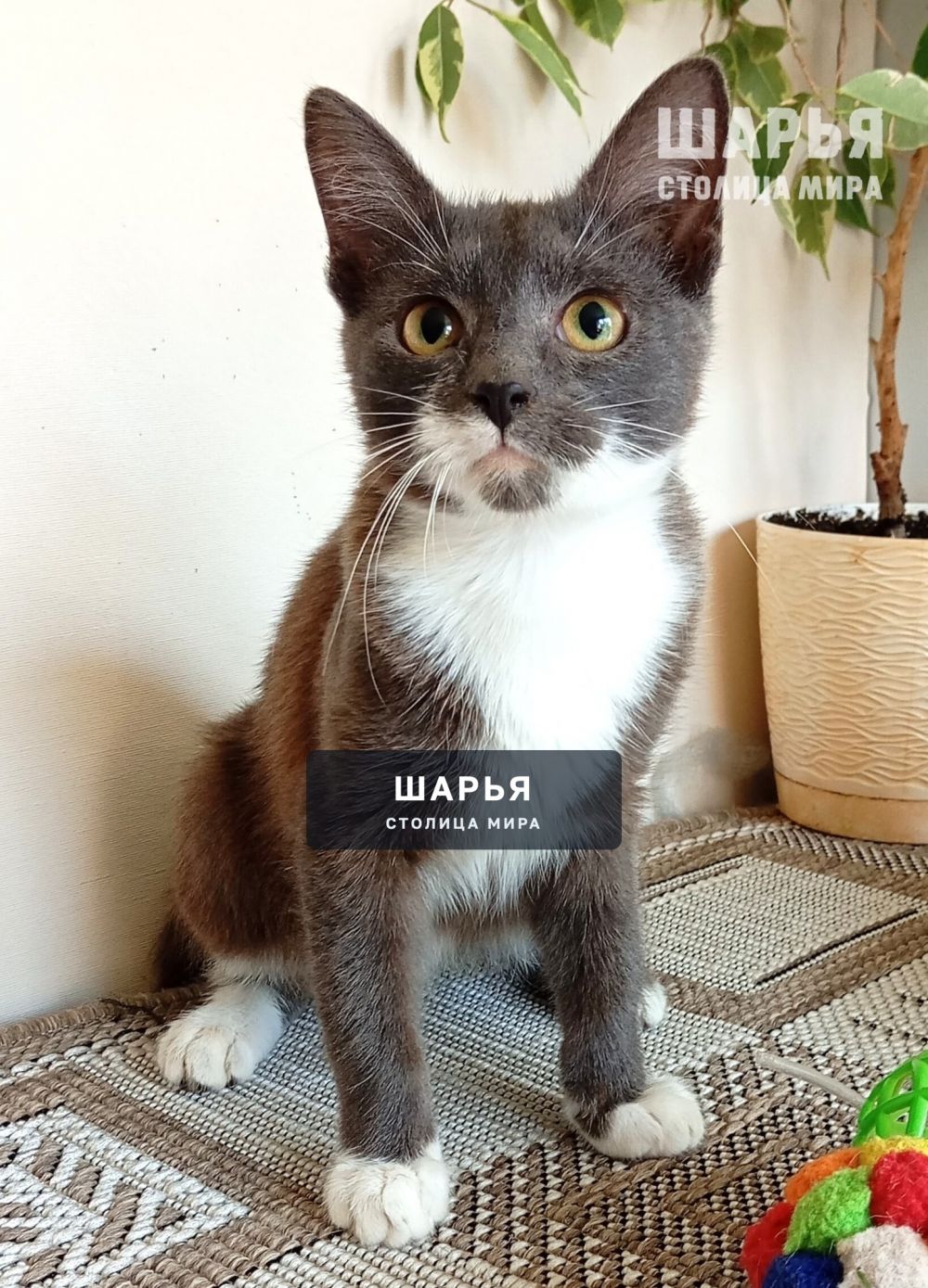 Знакомьтесь, котенок Фауст! — Шарья — фото 3