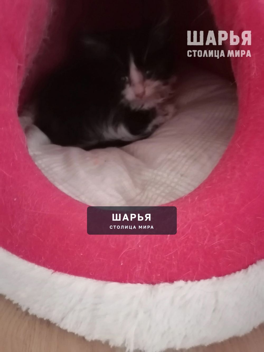 Котята в добрые руки — Шарья — фото 6
