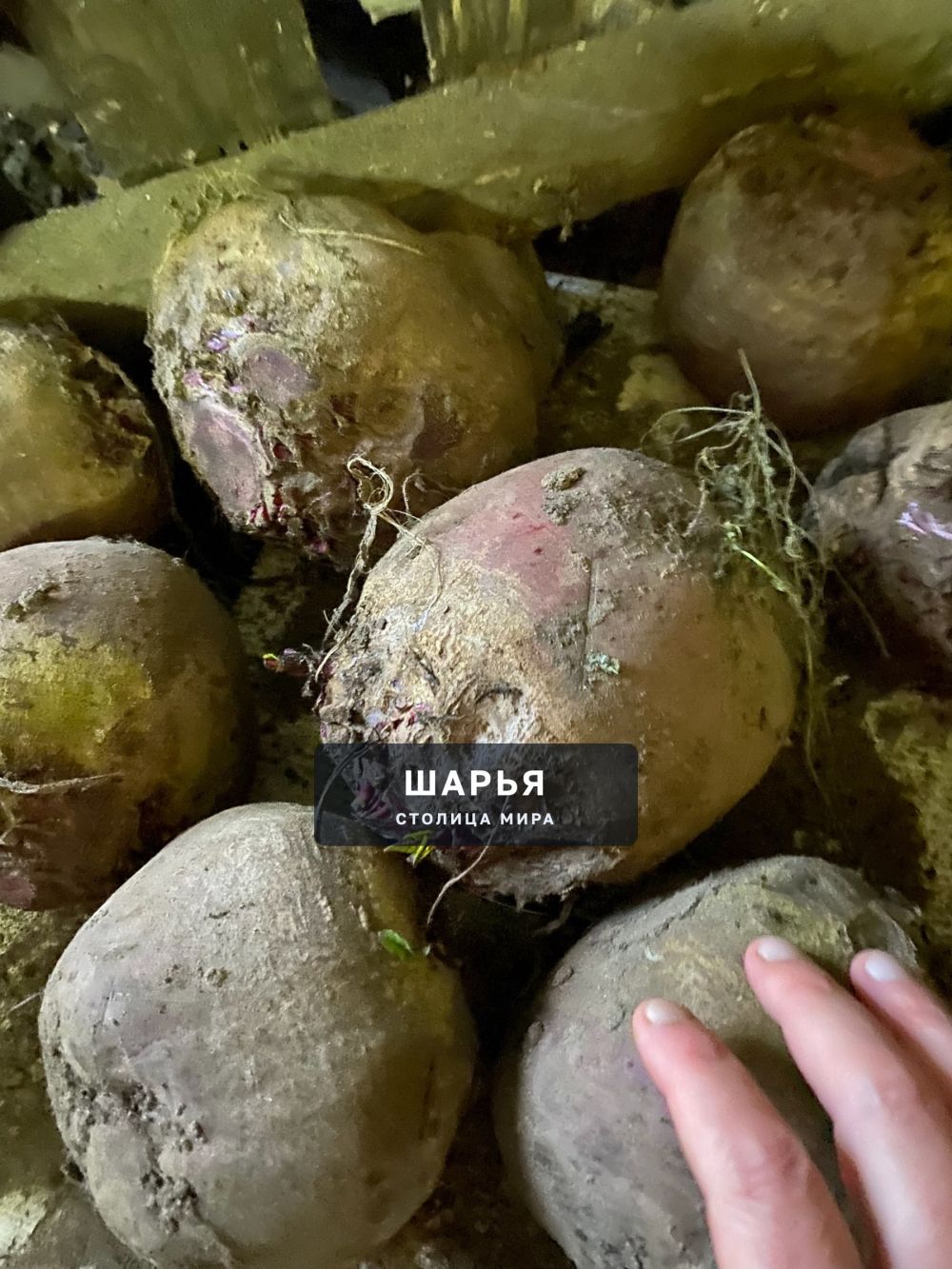 Отдам свеклу бесплатно, крупная, самовывоз — Шарья