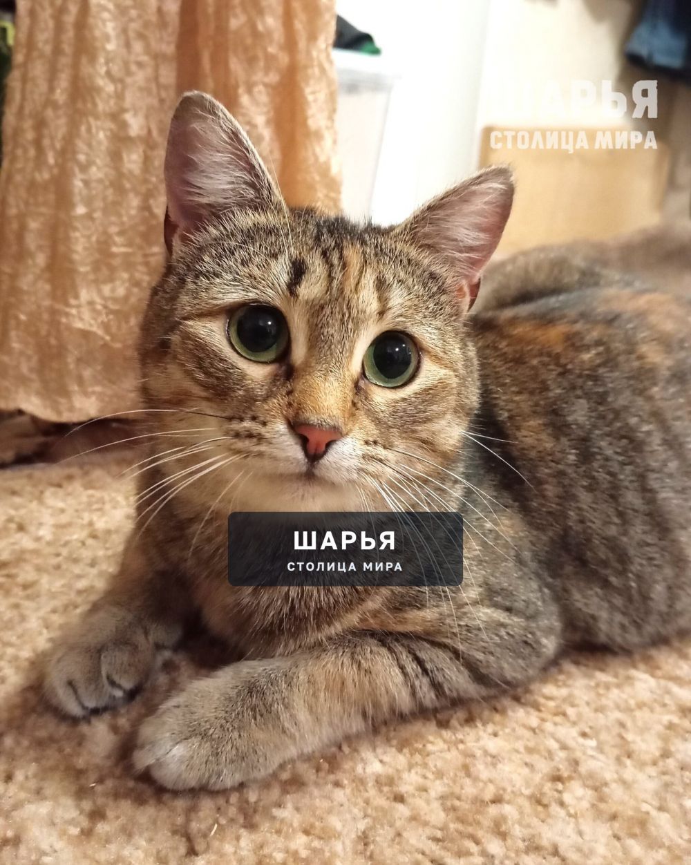 Это Зося. Самая скромная и спокойная кошечка! — Шарья — фото 6