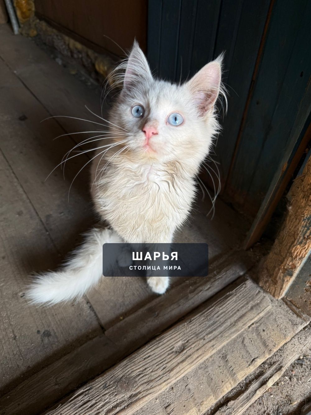 Потерялась кошечка, котенок в Ветлужском ул Комсомольская — Шарья