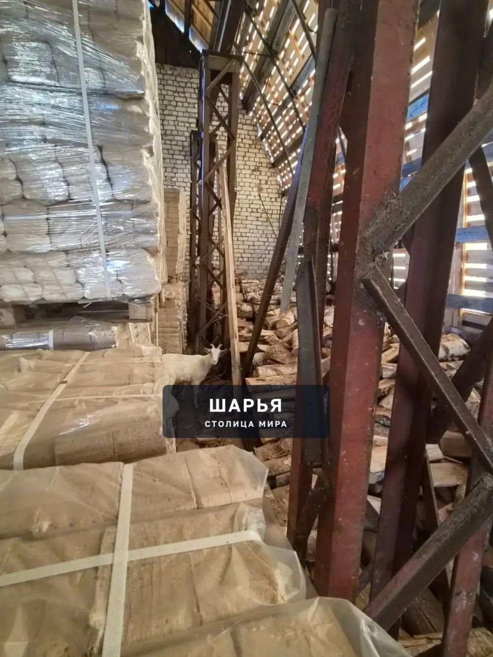 К территории организации ООО «Шарьинское МЭП-4» прибилась коза примерно неделю назад — Шарья — фото 2