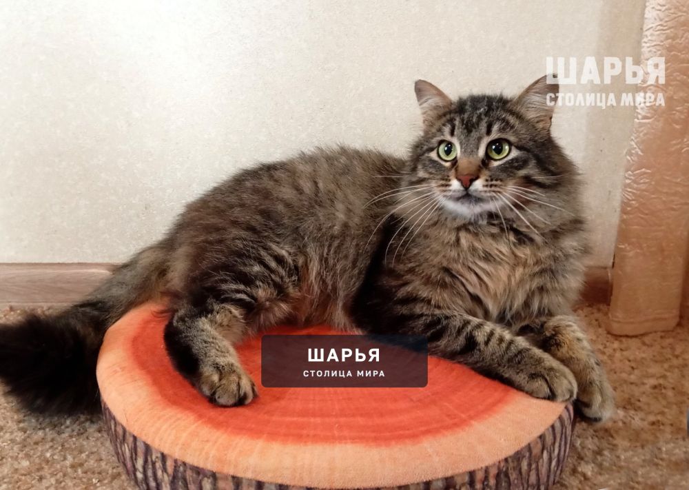 Знакомьтесь, котик Кеша! Самый обаятельный и привлекательный! — Шарья — фото 3