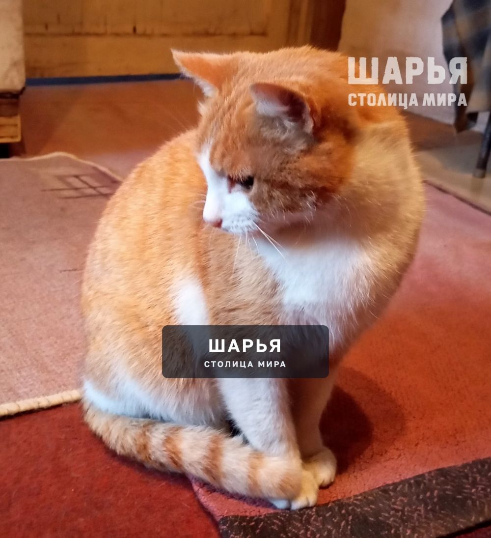 Ищем семью для котика Рыжика! — Шарья — фото 3