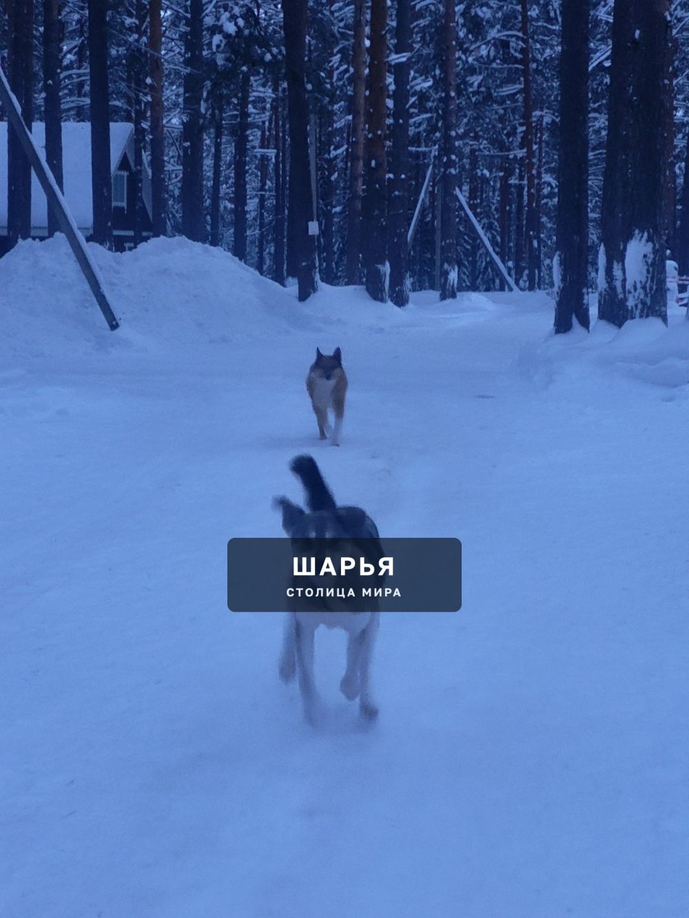 Разместите, пожалуйста, пост в группе следующего содержания! — Шарья — фото 3