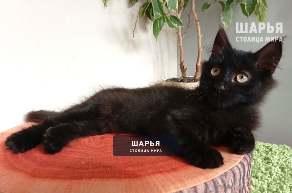 Чудесный котёнок Митяй ищет дом! — Шарья — фото 9