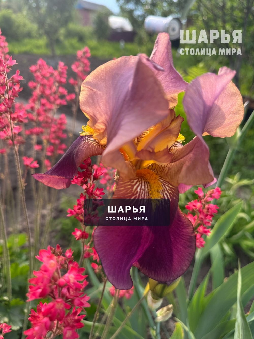 Цветы лета в ленту — Шарья — фото 3