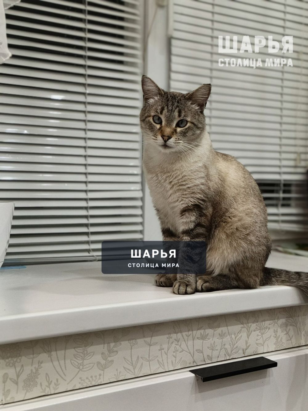 Пропал кот по кличке Тимон в районе 2-го микрорайона — Шарья
