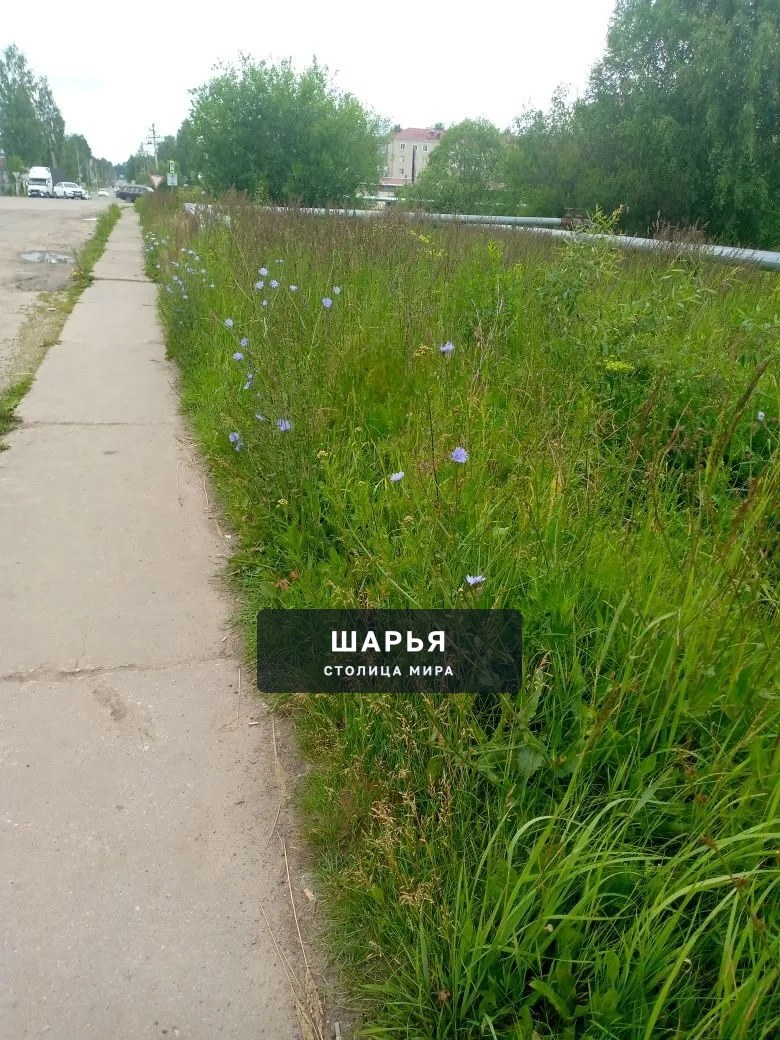 Здравствуйте. Хочу поделиться своим возмущением по поводу работы нашей администрации — Шарья — фото 2