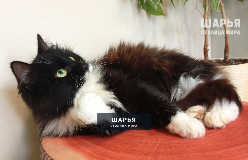 Знакомьтесь, красавица Ванесса, или просто Ванечка! — Шарья — фото 5