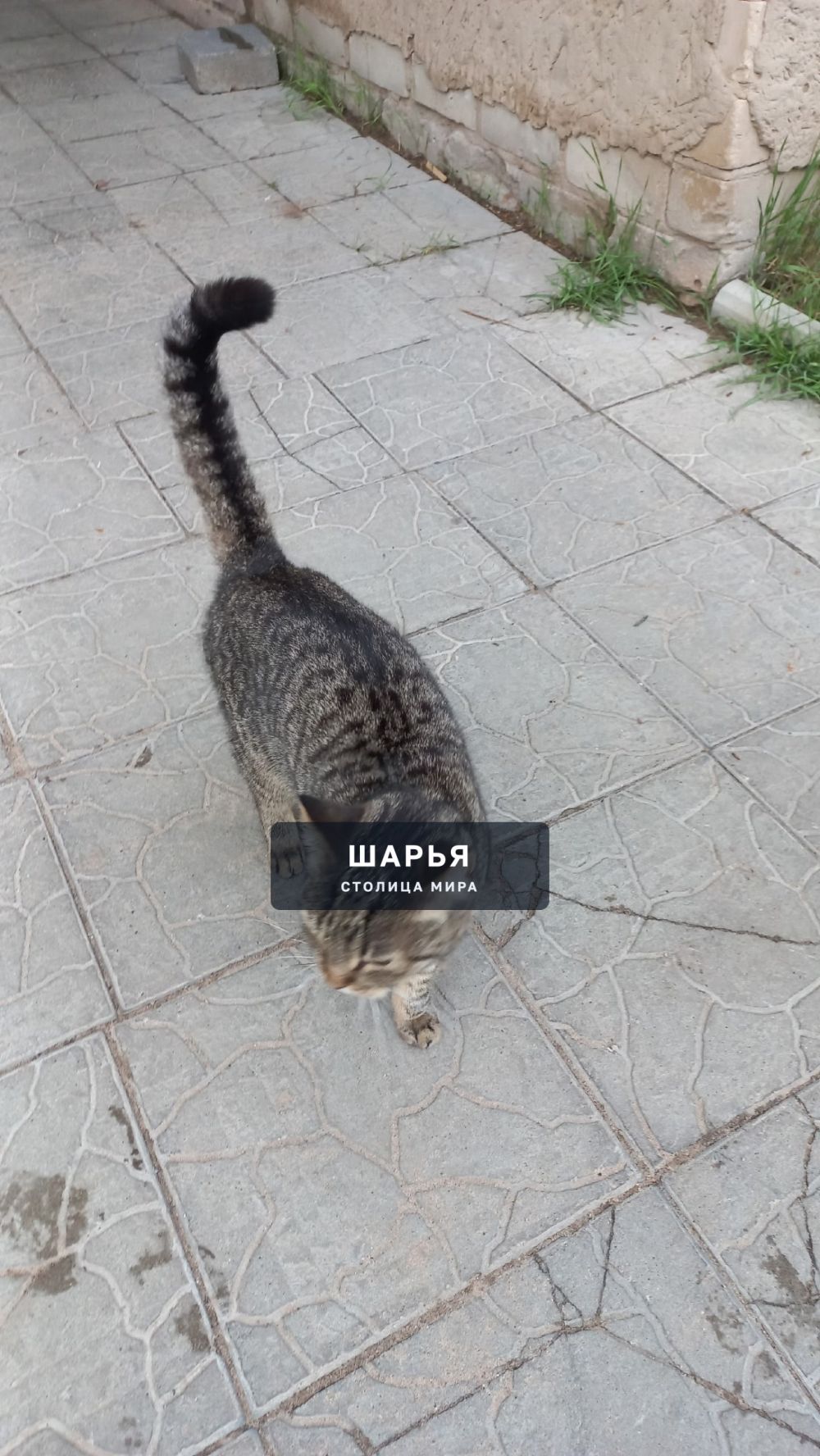 Кто потерял кошечку? Ищите 1 микрорайон д.29а — Шарья — фото 4