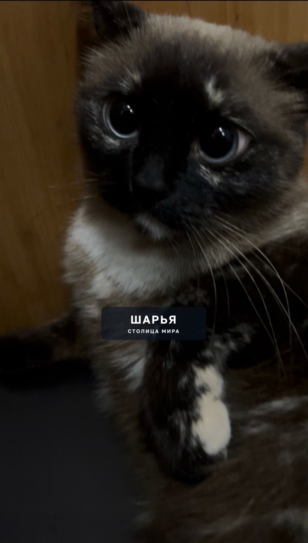 ПОТЕРЯЛАСЬ КОШКА — Шарья — фото 3