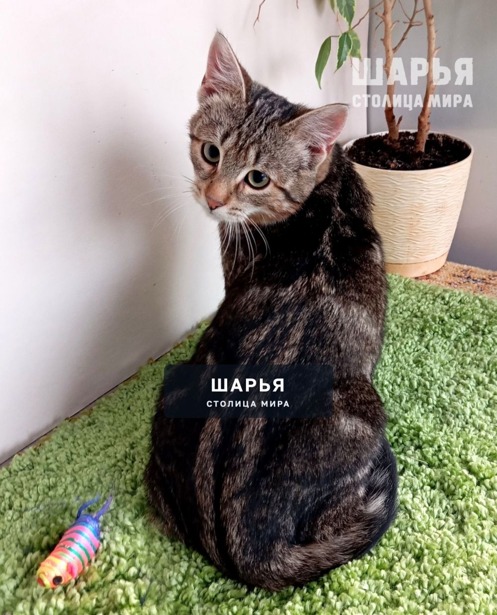 Молодой котик Тимошка в поиске надежного хозяина! — Шарья — фото 8