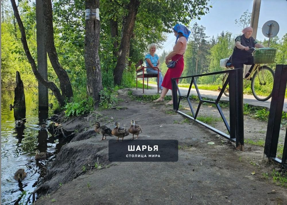 Утята и утки на пути в Ветлужский — Шарья
