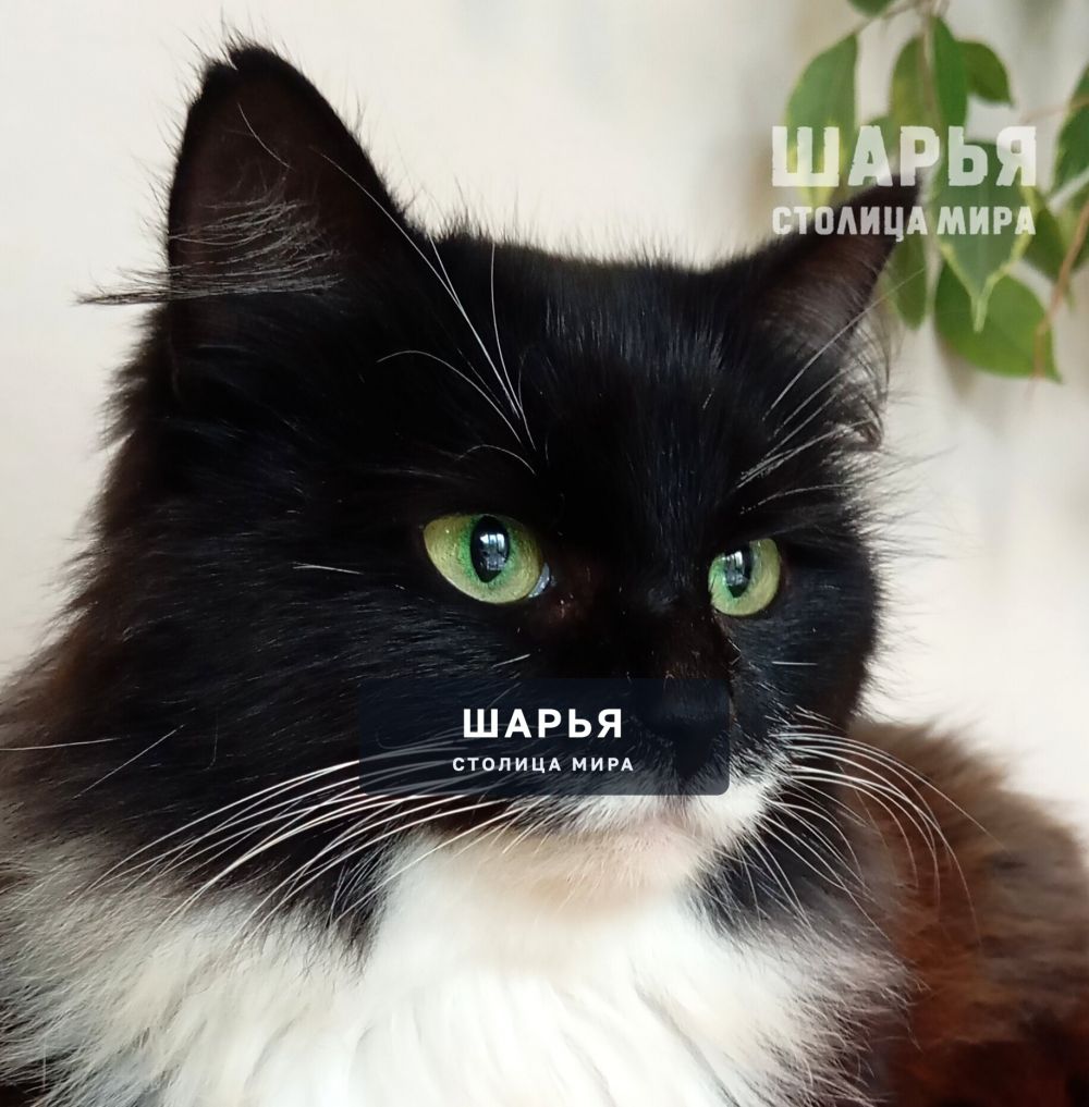 Знакомьтесь, красавица Ванесса, или просто Ванечка! — Шарья — фото 6