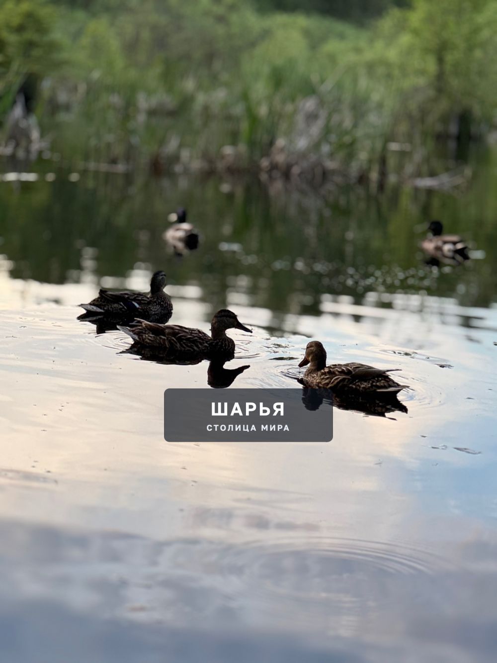 Тропа здоровья — Шарья