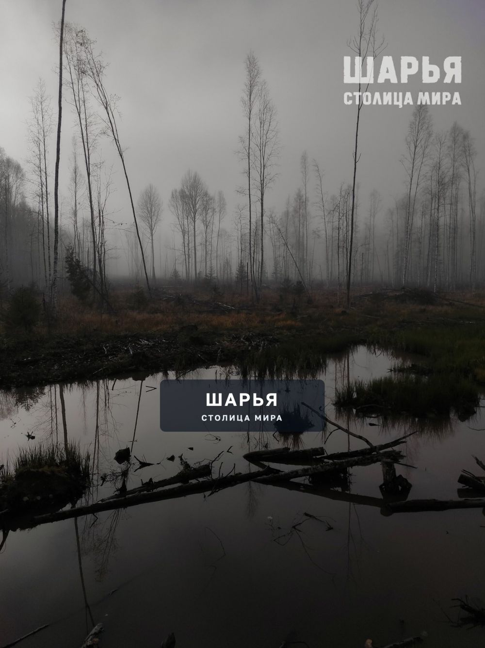 Не Шарья, конечно, но замечательный туман был замечен в лесу за Матвеевкой