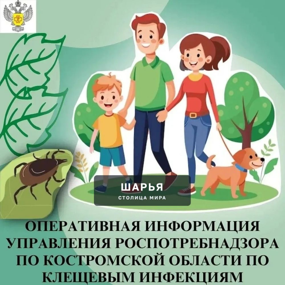 Нападения клещей зарегистрированы на территории всех муниципалитетов региона — Шарья