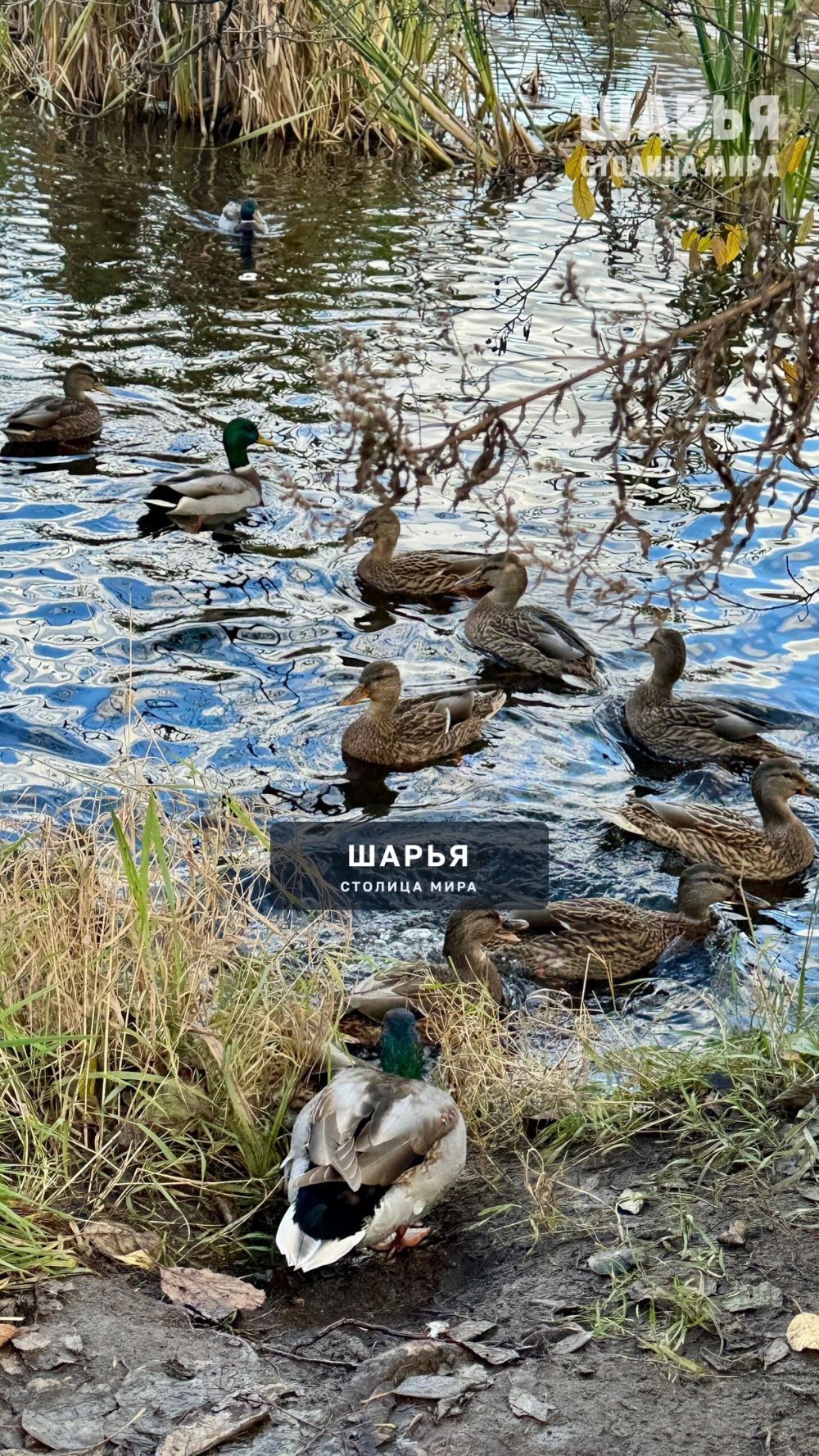 Шарьинские уточки — Шарья