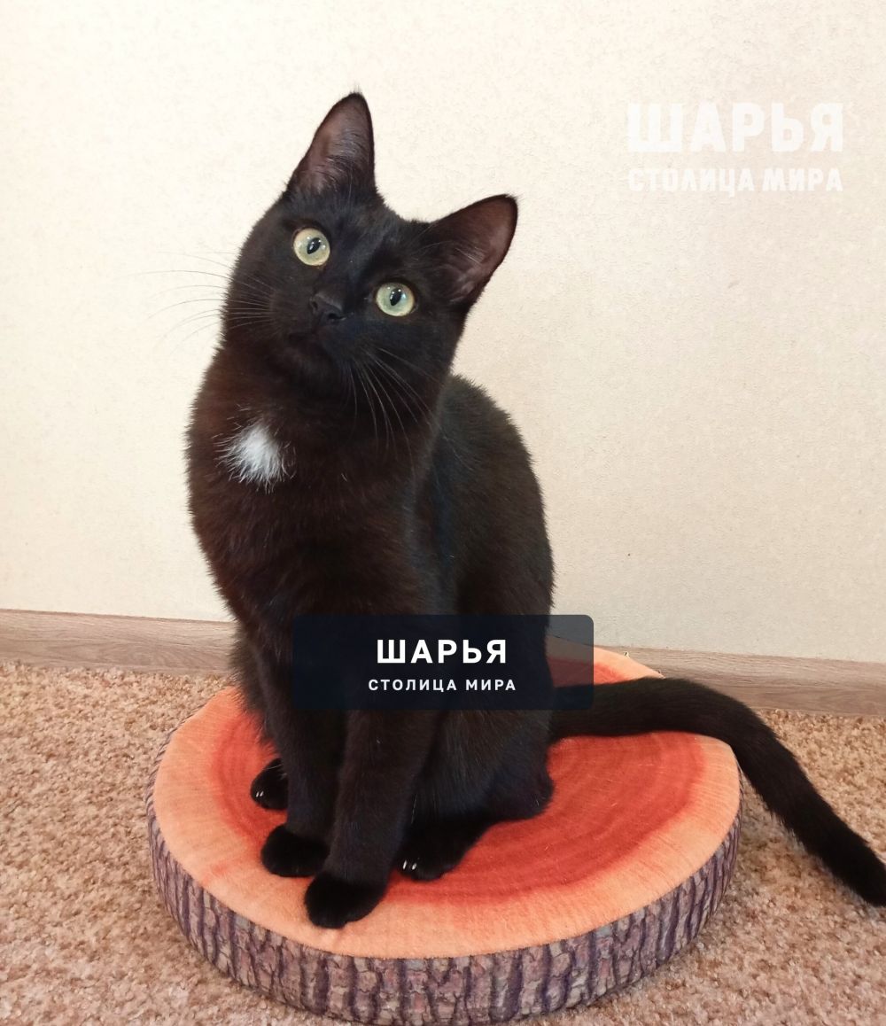 Ищем любящую семью для очаровательного котика Джексона — Шарья