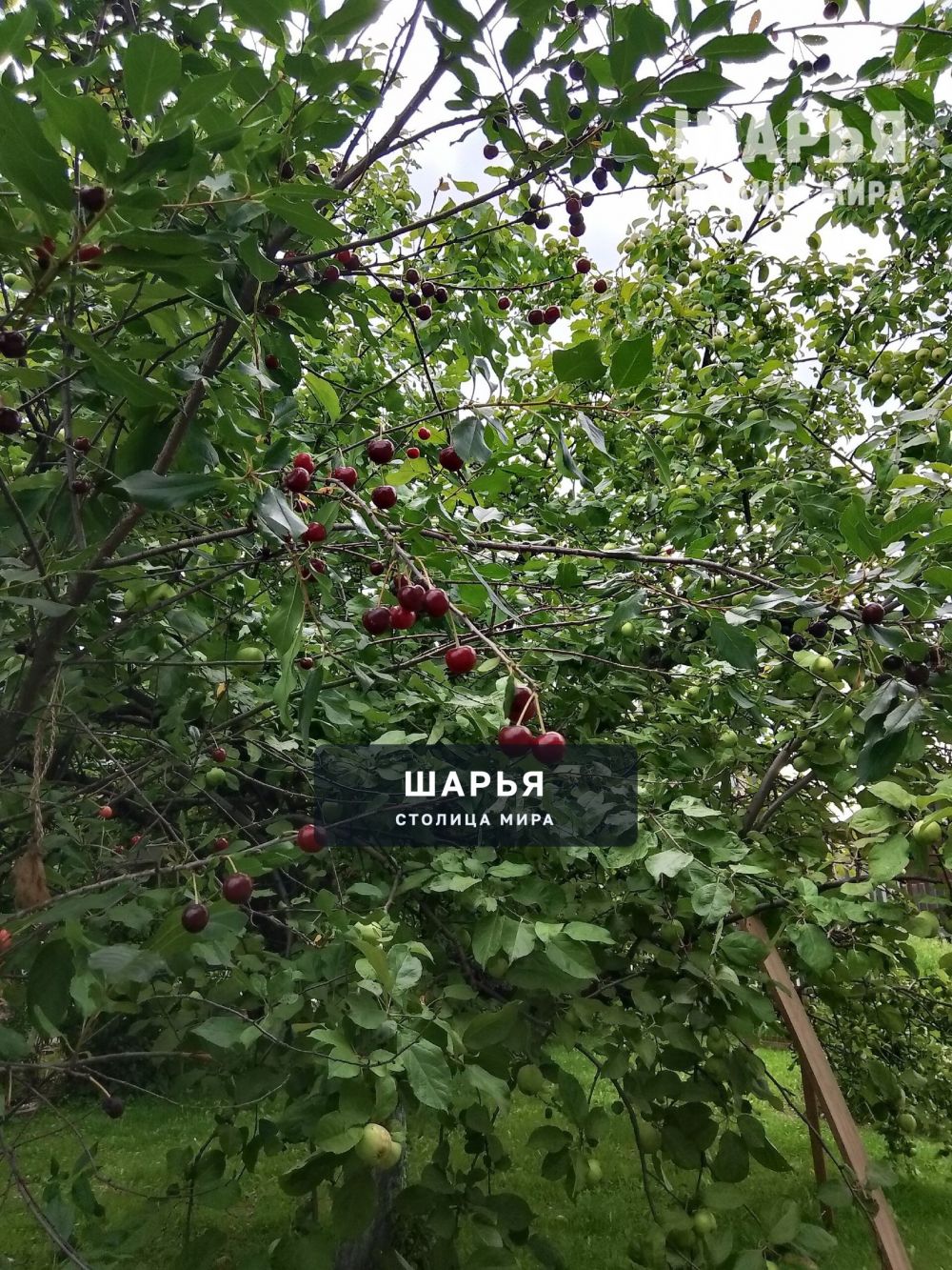 Поспела вишня в саду у дяди Вани… — Шарья