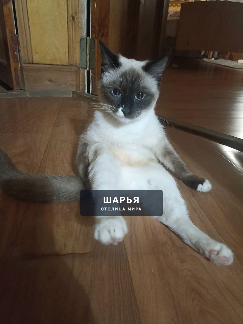 Пропала кошка, в Октябрьском ул. Железнодорожная — Шарья
