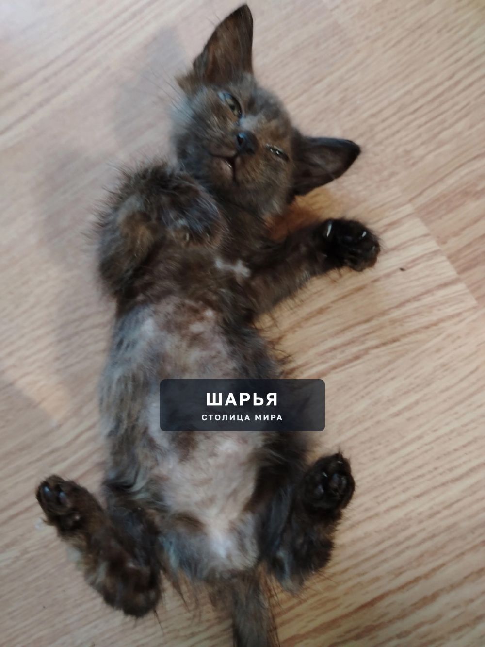 Котята в добрые руки — Шарья