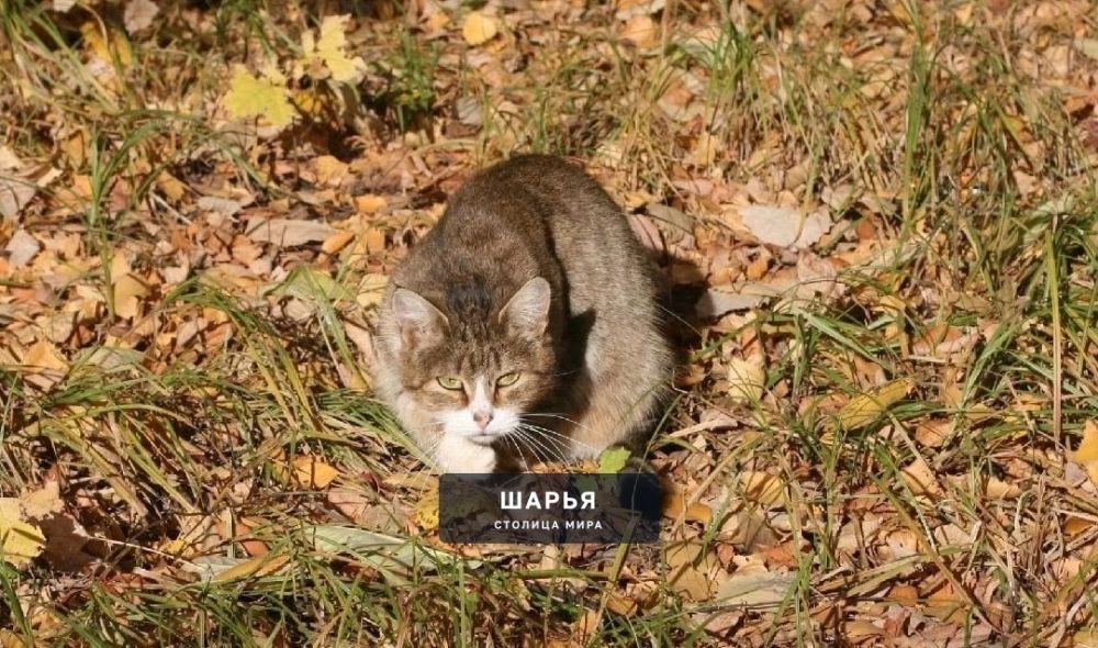 Морозы и ночные минусы отступят из региона — Шарья