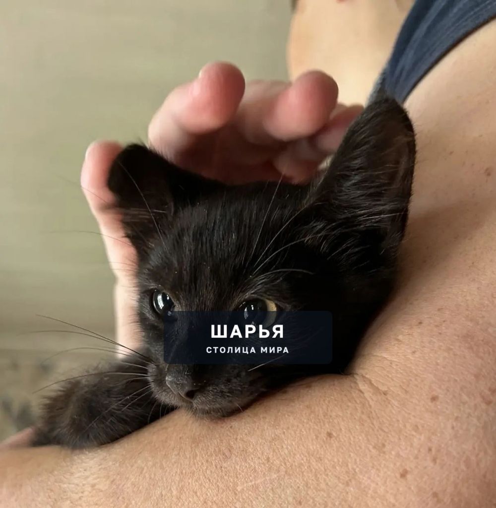 Срочно!! Ищем дом котику Сёмочке — Шарья