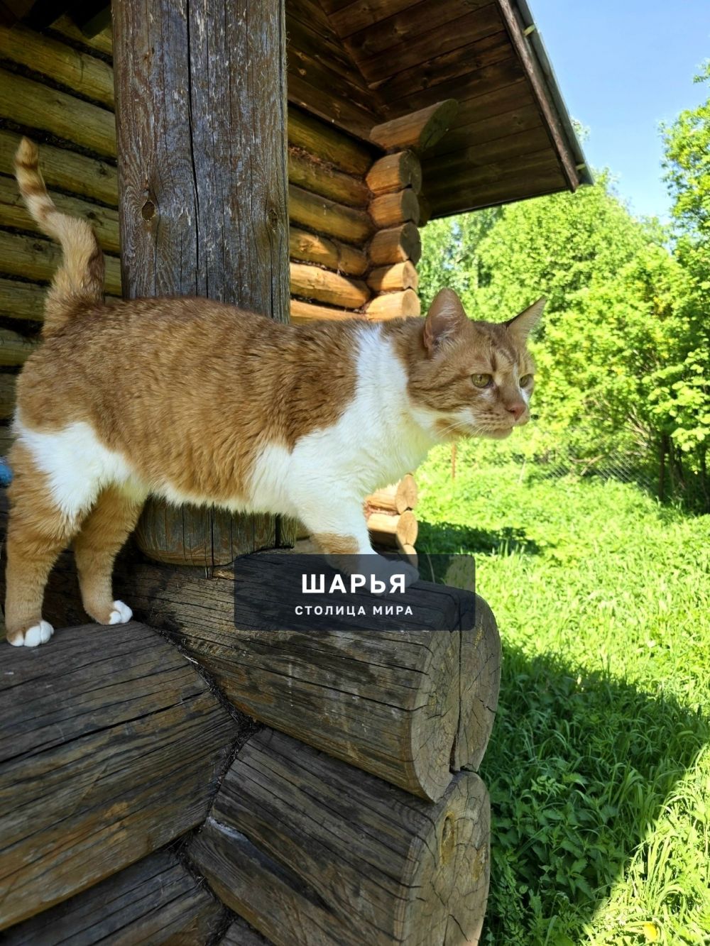Кот Рыженос в поисках хорошего хозяина! — Шарья — фото 3