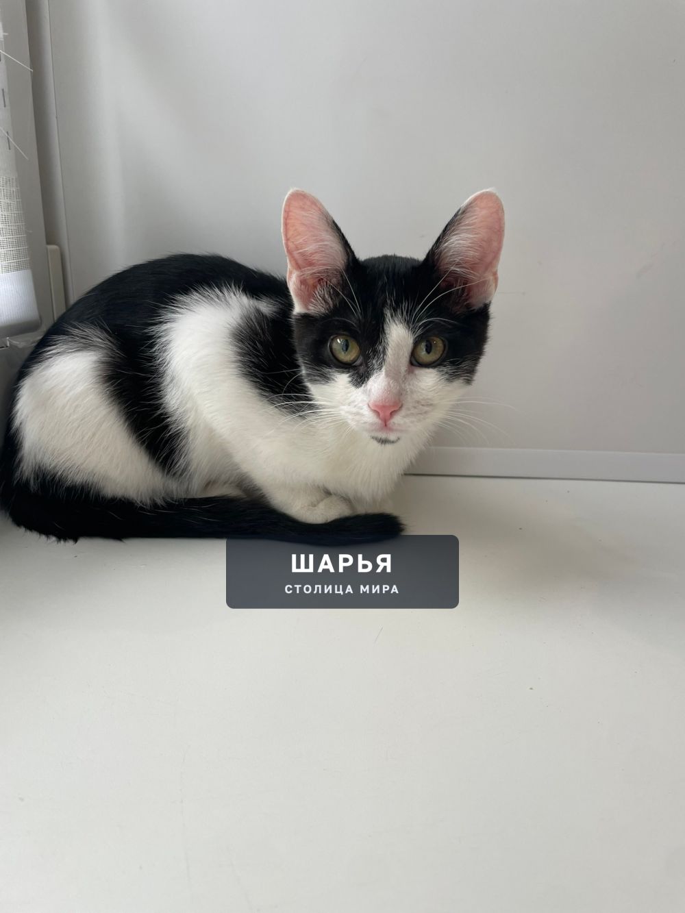 Котёнок ищет дом! Помогите найти котёнку хозяина! — Шарья — фото 2