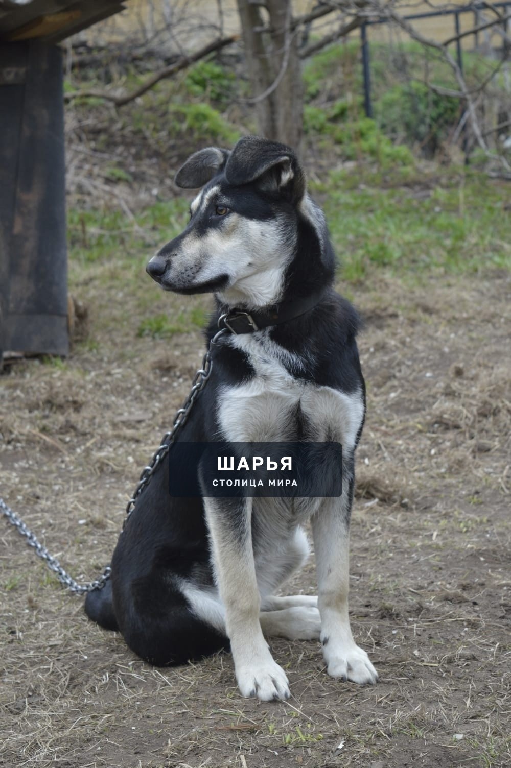 Герда, Гаврюша и Зина ищут добрые руки — Шарья — фото 6