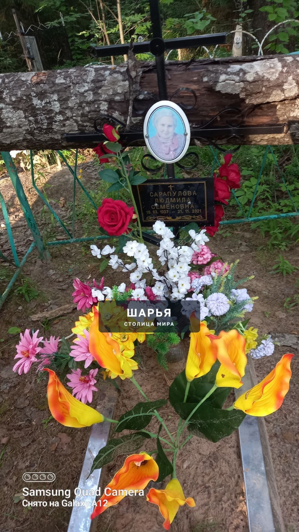 На кладбище в Уткино упало дерево на оградку — Шарья — фото 2